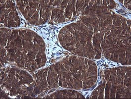 DDX58 / RIG-1 / RIG-I Antibody (clone OTI6C1, Carrier-free)