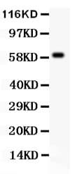 HRG Antibody (aa19-200)