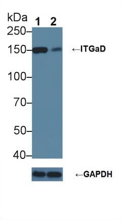 ITGAD / CD11d Antibody (aa886-1106)