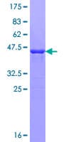 Human DCTD / dCMP Deaminase Protein (Recombinant GST)