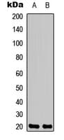 NMU / Neuromedin U Antibody (C-Terminus)