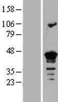 SEPT3 / Septin 3 Protein (Over-Expression Lysate Myc-DDK (Flag))