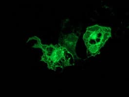 PRKCE / PKC-Epsilon Antibody (clone OTI4B3, Carrier-free)