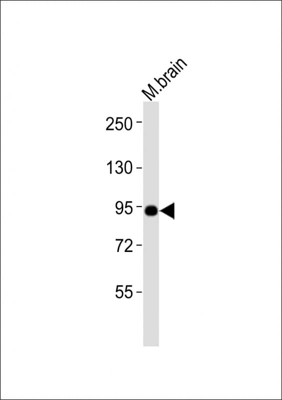 EPC1 Antibody (aa425-460)