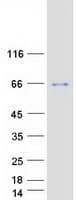 Human BARHL2 Protein (Recombinant Myc-DDK (Flag))