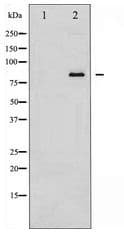 ATXN1 / SCA1 Antibody