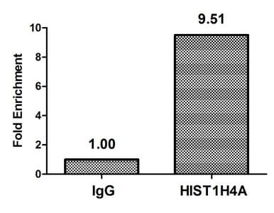 HIST1H4I Antibody