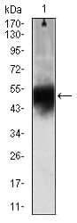 IHC-plus™ DCX / Doublecortin Antibody (clone 2G5)