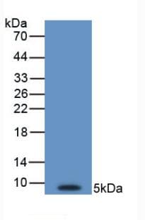 EDN1 / Endothelin 1 Antibody (HRP)