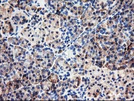 CNDP2 Antibody (clone OTI6D3)