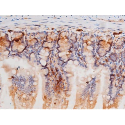 c-Kit / CD117 Antibody (phospho-Tyr703)