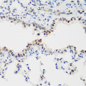 IHC-plus™ PCNA Antibody