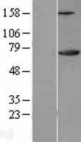 XRCC6 / Ku70 Protein (Over-Expression Lysate Myc-DDK (Flag))
