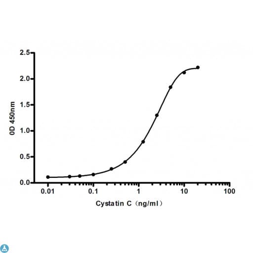CST3 / Cystatin C Antibody