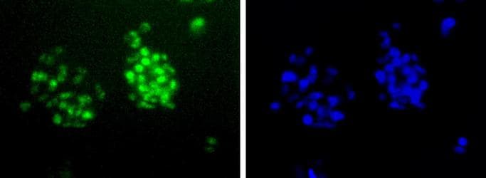HMG1 / HMGB1 Antibody (Internal, Biotin)