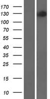 HNRNPUL2 Protein (Over-Expression Lysate Myc-DDK (Flag))