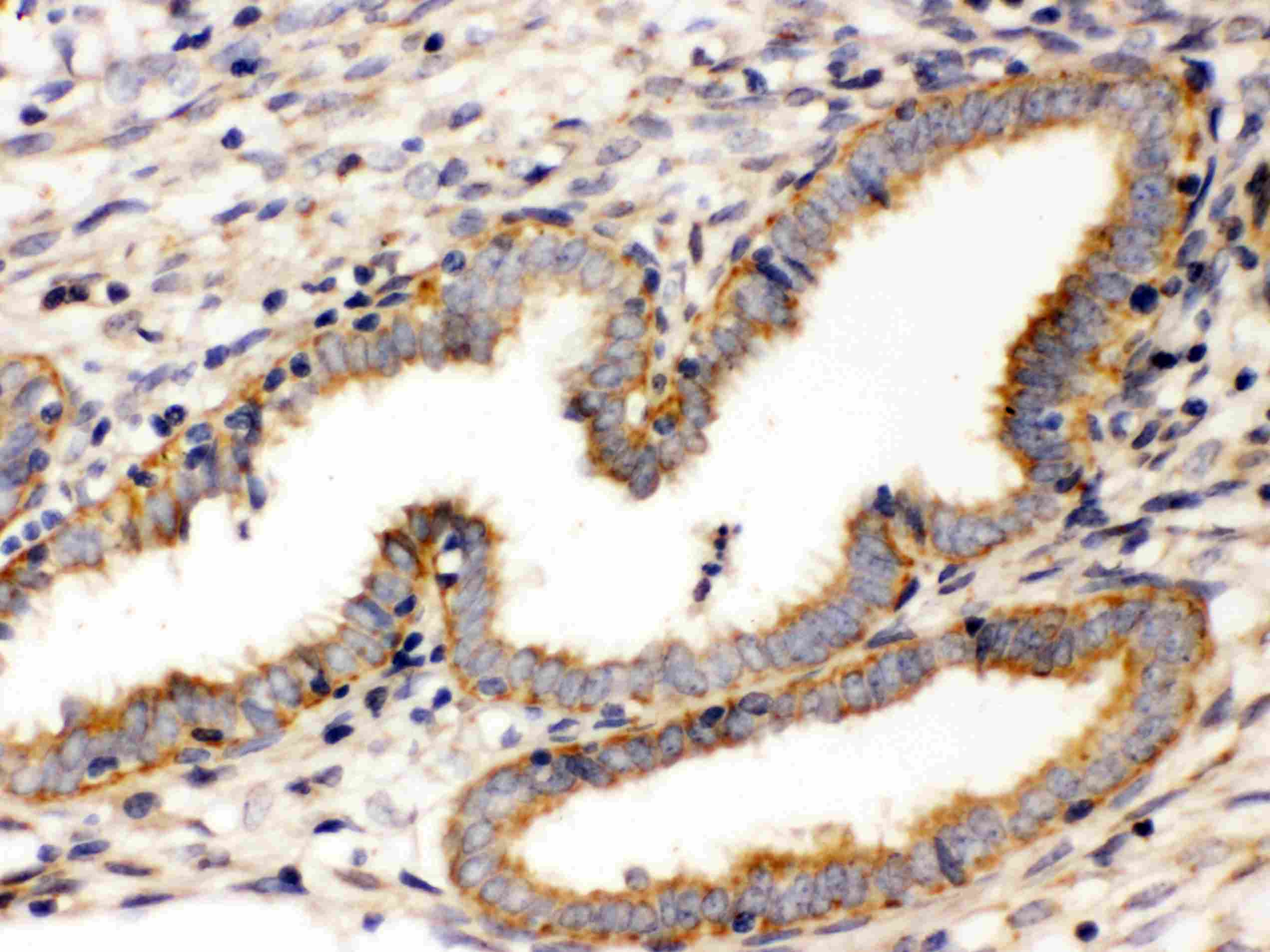 Polyclonal Rabbit anti-Human WNT7A Antibody (aa226-256, IHC, WB)