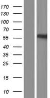 UGT3A2 Protein (Over-Expression Lysate Myc-DDK (Flag))