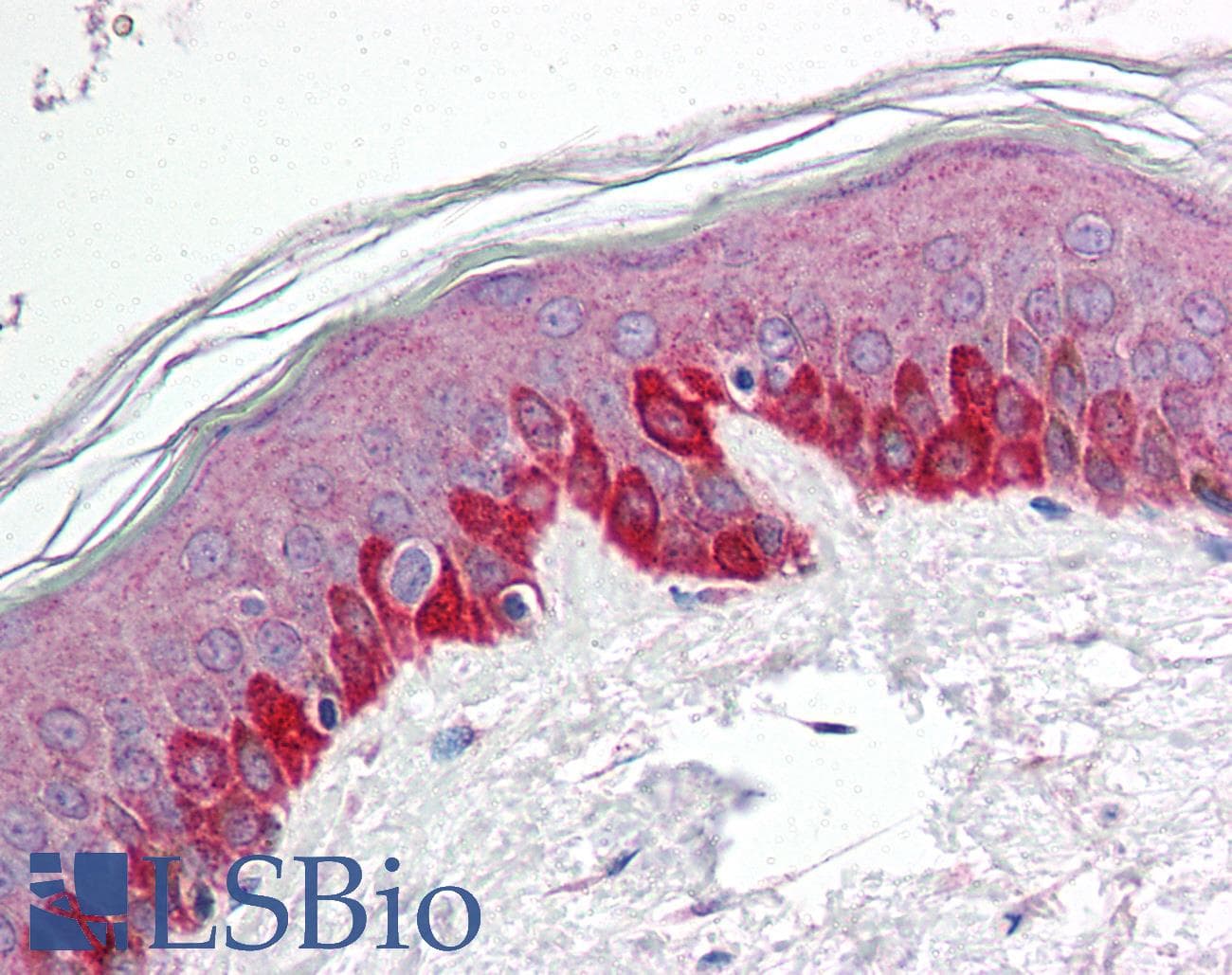 IHC-plus™ Polyclonal Rabbit anti-Human STK11 / LKB1 Antibody (IHC, WB)