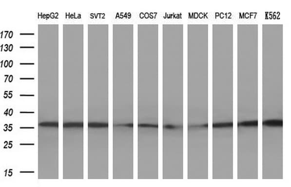 TFIIB Antibody (aa43-316, clone OTI2A1, Carrier-free)