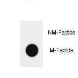 Histone H4 Antibody (aa1-30)