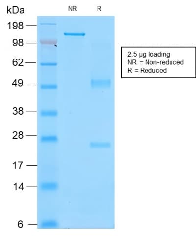 Recombinant Monoclonal Mouse anti-Human SPN / CD43 Antibody (clone rSPN/839, Azide-free,Carrier-free, IHC, IF, WB)