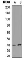 PRKACG Antibody (N-Terminus)