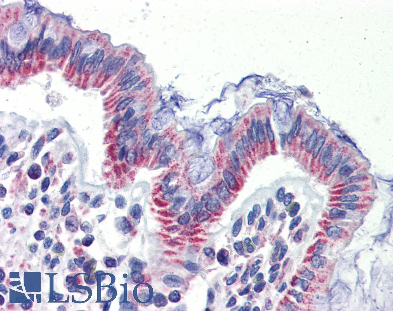 Polyclonal Rabbit anti-Human IMPDH1 Antibody (aa254-303, IHC, WB)
