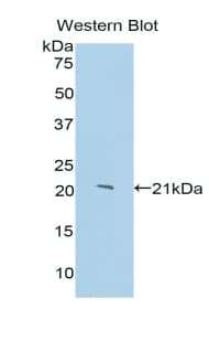 ANXA1 / Annexin A1 Antibody (aa214-341)