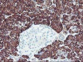 CPA2 Antibody (clone OTI1A1, Carrier-free)