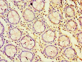 STRN / Striatin Antibody (aa581-780)
