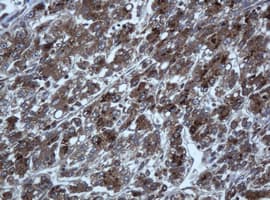 TAPBPL / TAPBPR Antibody (clone OTI2D6)
