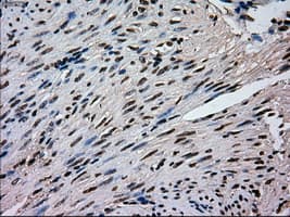 MAPK1 / ERK2 Antibody (clone OTI9H1)