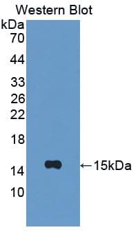 CXCL10 / IP-10 Antibody (aa22-98)