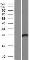 FAM168B Protein (Over-Expression Lysate Myc-DDK (Flag))