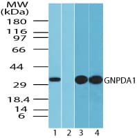 IHC-plus™ GNPDA1 Antibody (aa100-150)
