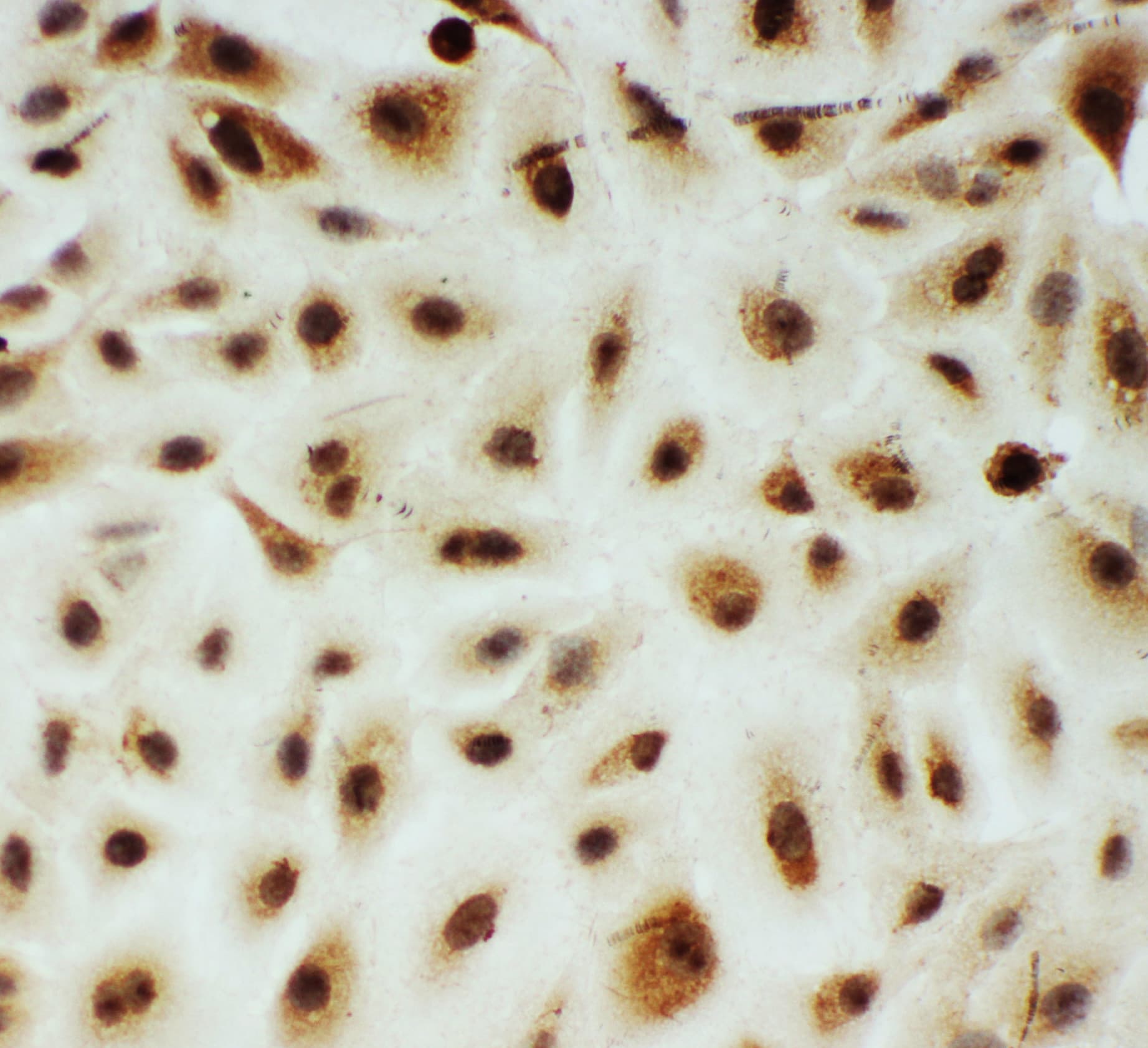 MYBL2 Antibody (aa1-17)