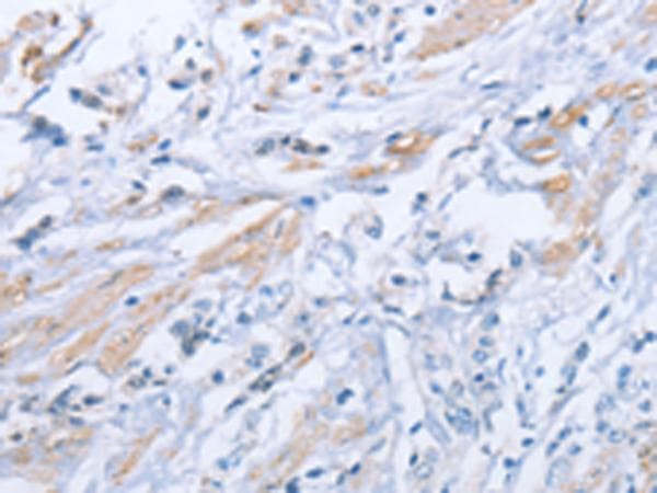 ZBTB1 Antibody
