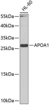 Polyclonal Rabbit anti-Human APOA1 / Apolipoprotein A 1 Antibody (IHC, IF, WB)