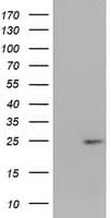 HDHD1 Antibody (clone OTI6G3, Carrier-free)