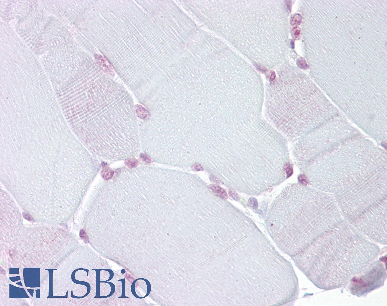 TEF Antibody (N-Terminus)