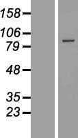 EXOC6 / SEC15 Protein (Over-Expression Lysate Myc-DDK (Flag))
