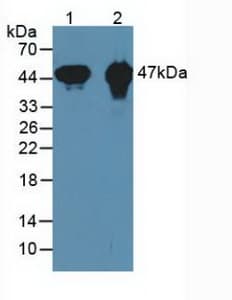 CKMT1A Antibody (aa41-250)