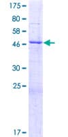 Human TRIM61 Protein (Recombinant GST)