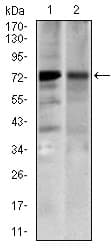Monoclonal Mouse anti-Human SLC27A5 / BACS Antibody (clone 4B11C10, aa508-570, IHC, WB)