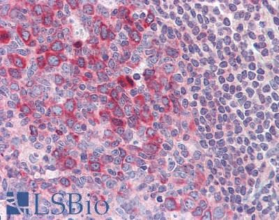 IHC-plus™ TNFSF14 / LIGHT Antibody