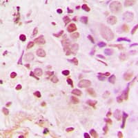 TSHZ1 Antibody (C-Terminus)