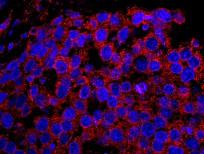 EPS15 Antibody (aa575-625)