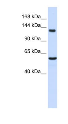 IGSF1 Antibody (C-Terminus)
