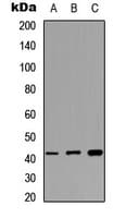 MAS1L / MRG Antibody (Internal)